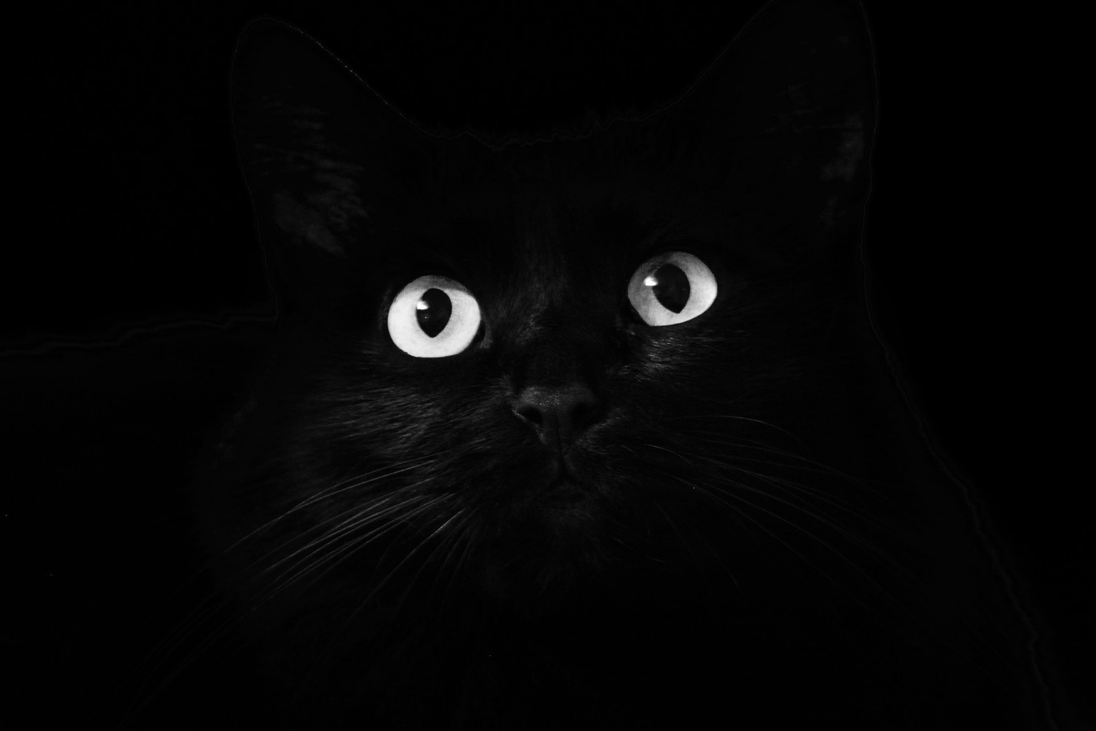 en svart katt mot en svart bakgrund